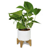 Planter with Bamboo Base [3-120901]