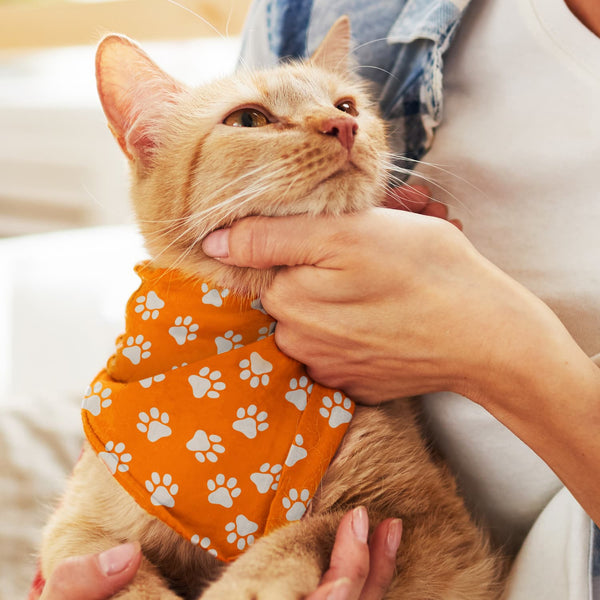 Pet Bandana  Small [3-123658]
