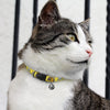 Amigo Cat Collar [3-125072]