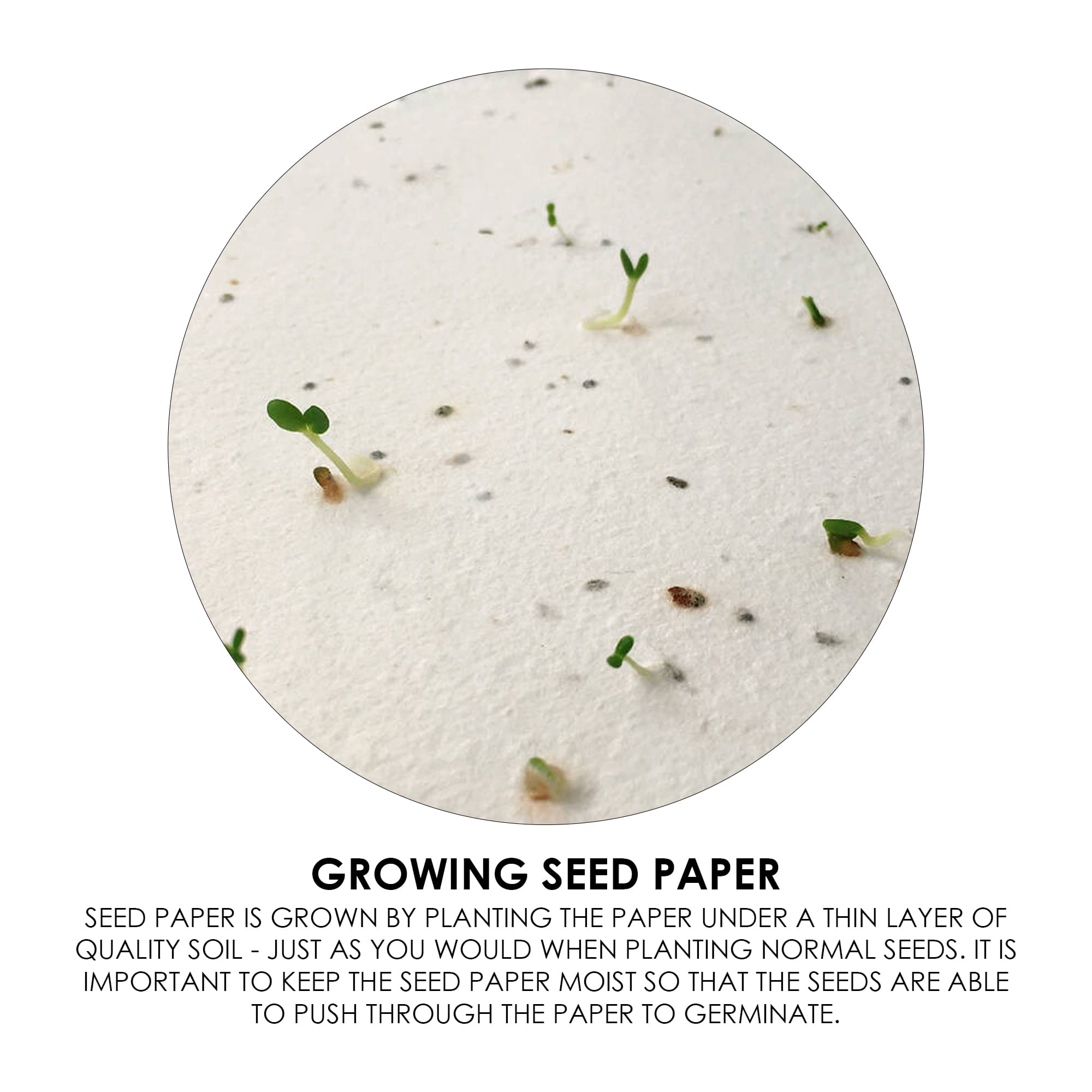 Corn Poppy Seed Sticky Note Pad [19-MH015]